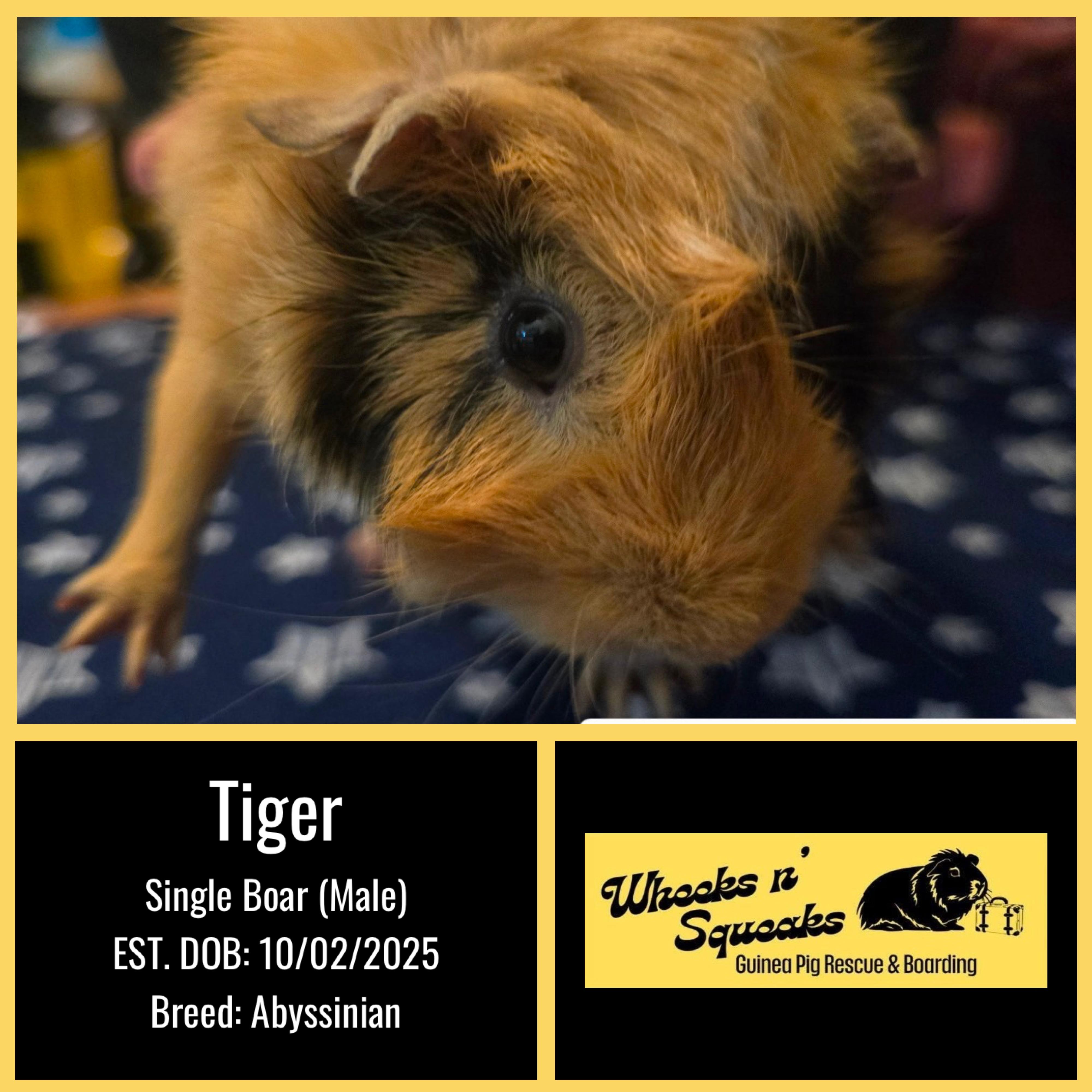 Tiger, ADOPTABLE, Young Male Abyssinian.