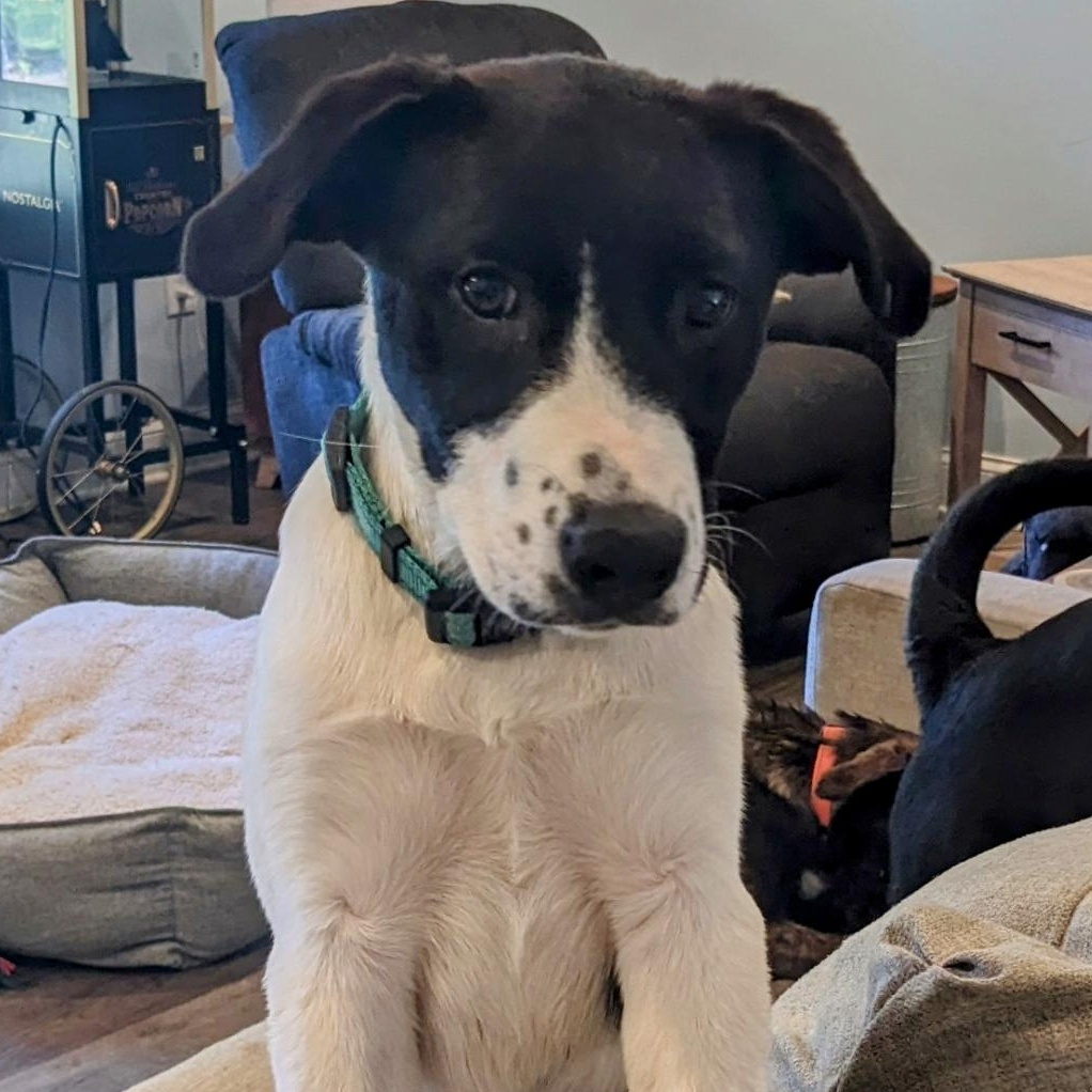 Papaya ($50.00 adoption fee), Adopted, Young Female Labrador Retriever.