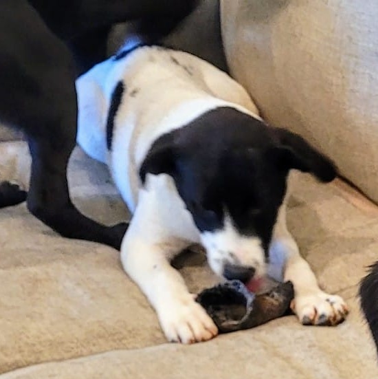 Papaya ($50.00 adoption fee), a Adopted Labrador Retriever in Hilham, TN image 2/3