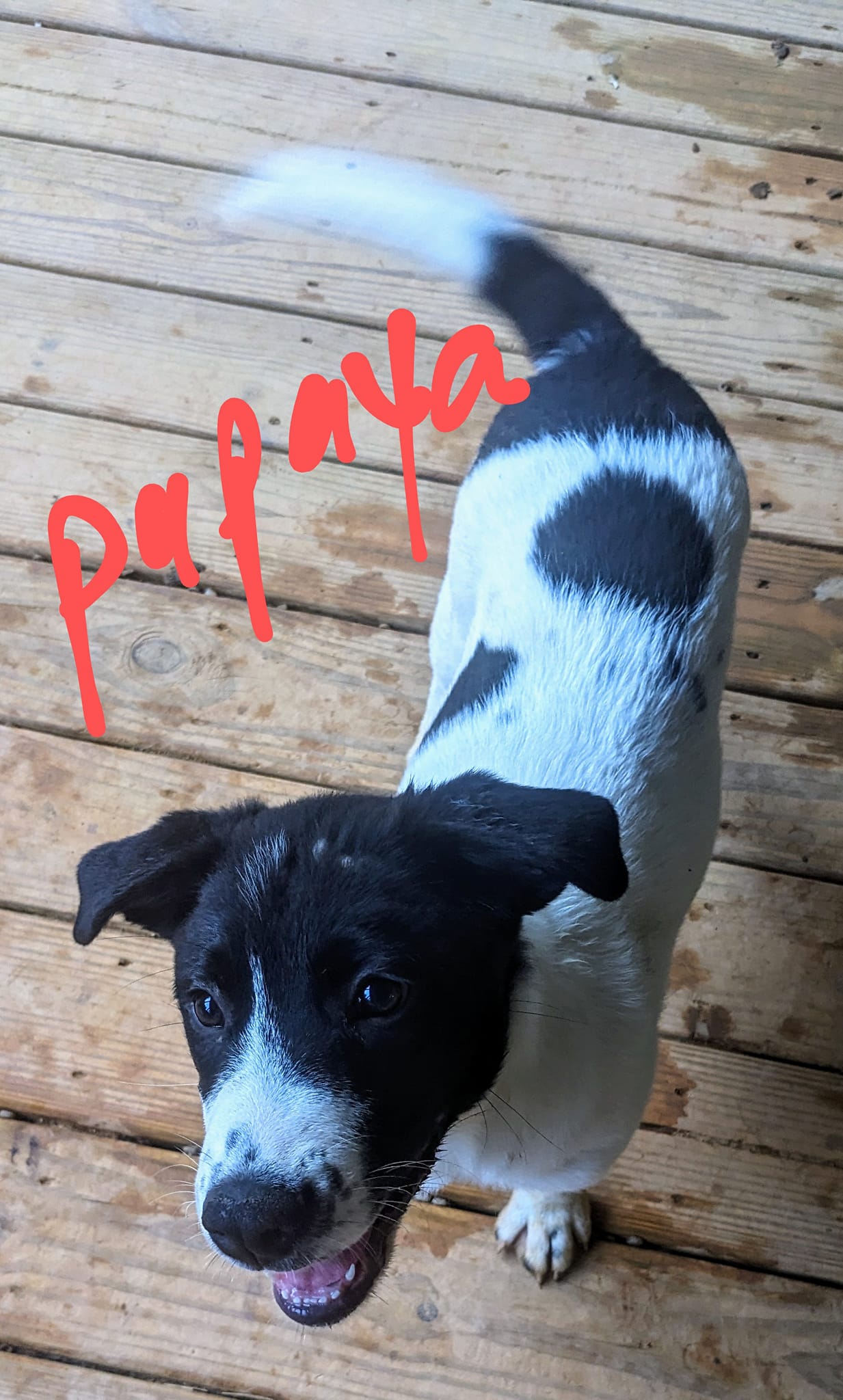 Papaya ($50.00 adoption fee), a Adopted Labrador Retriever in Hilham, TN image 3/3