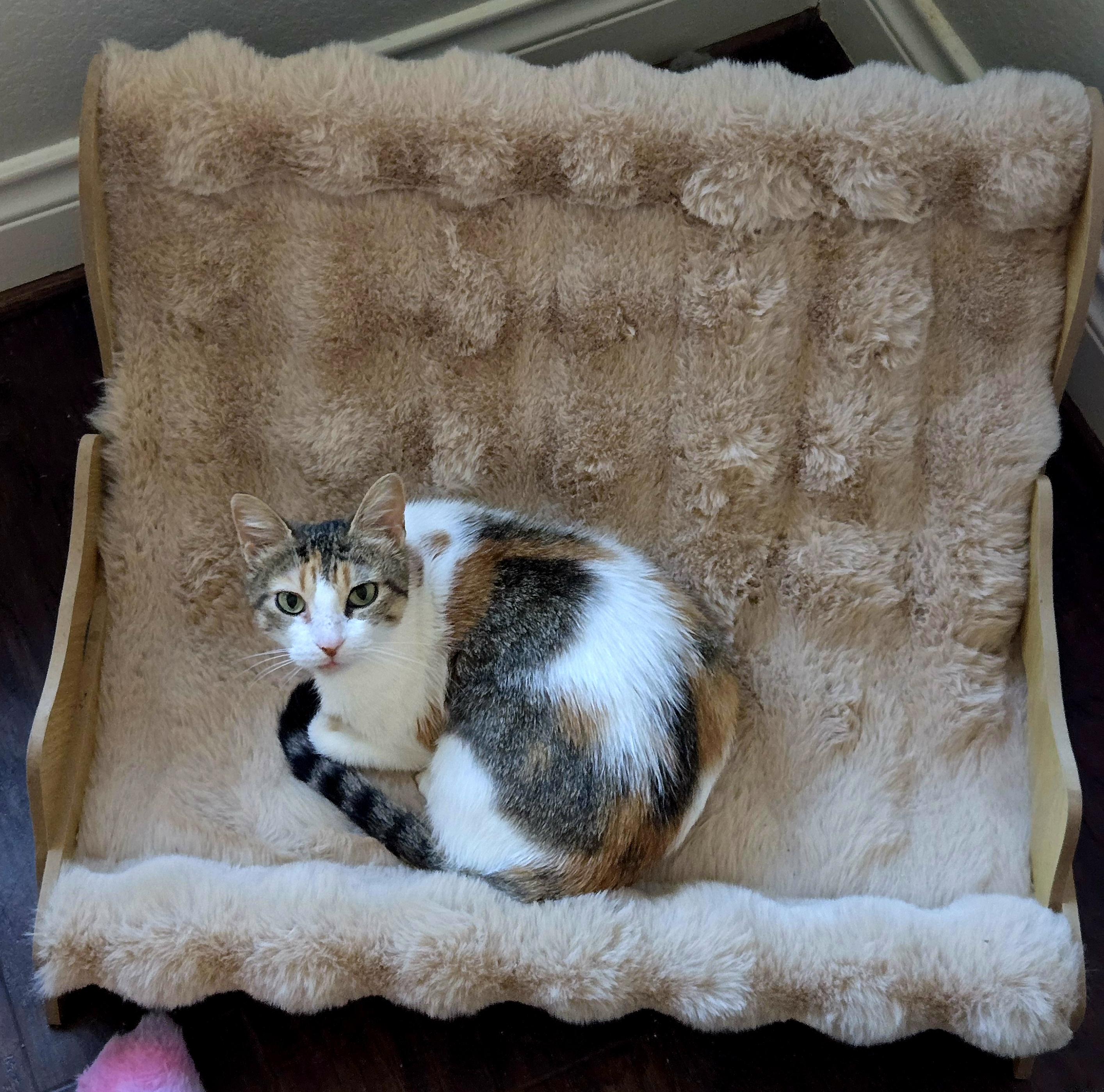 Empress Ibu of Tulamben, an adopted Domestic Short Hair in Brattleboro, VT image 4/6