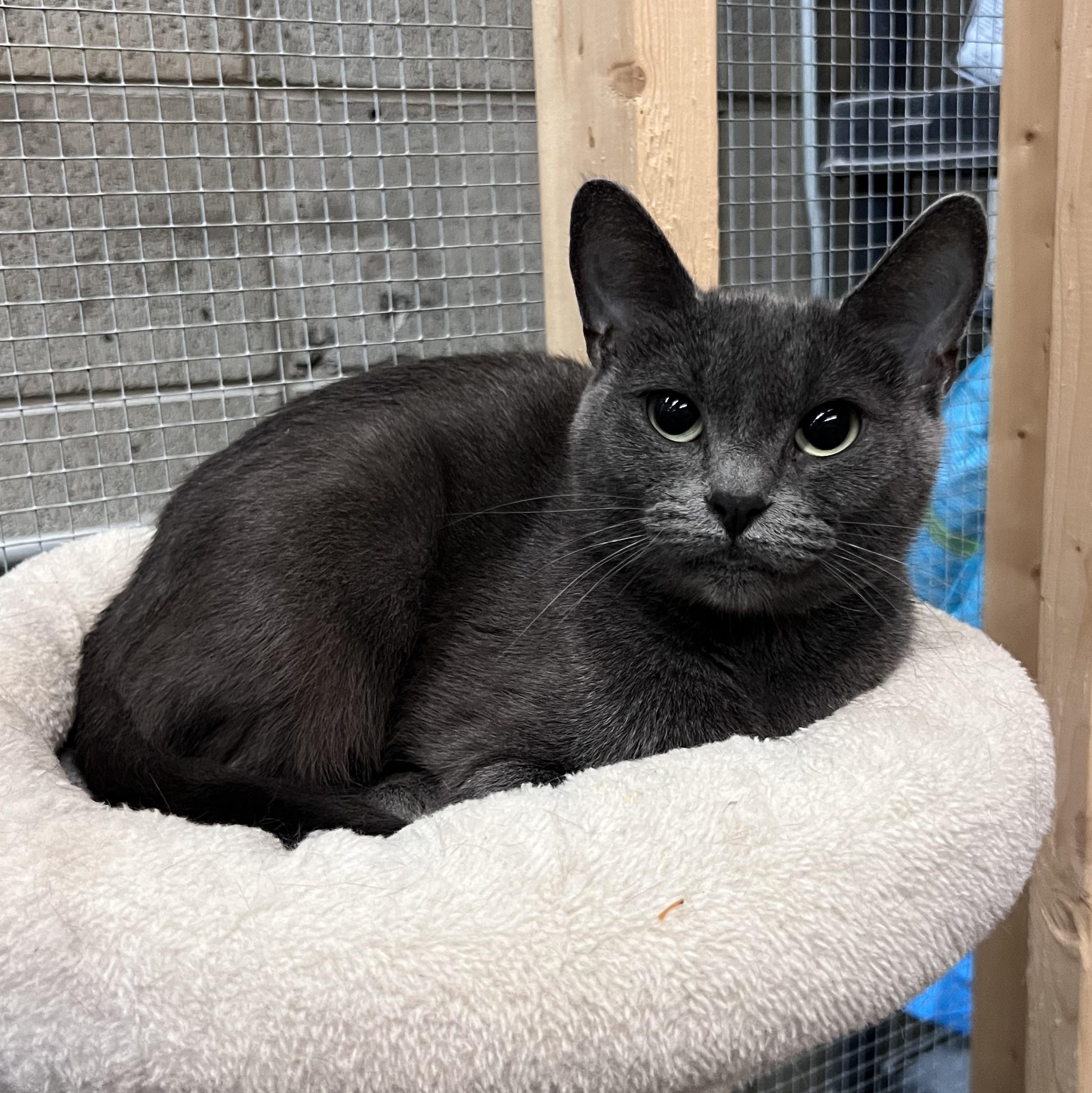 Enlarge Celeste, an adopted Domestic Short Hair in Peace River, AB image 1/1