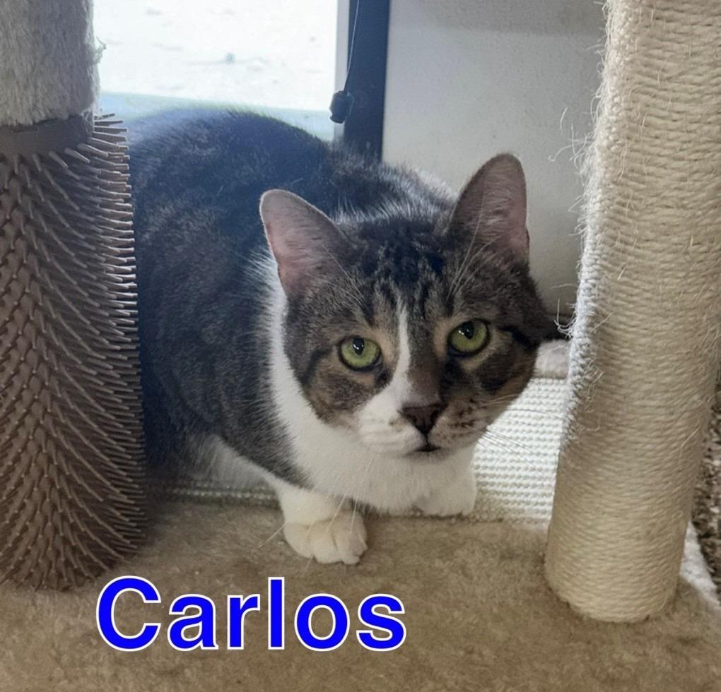 CARLOS, Adoptable, Adult Male Domestic Short Hair.