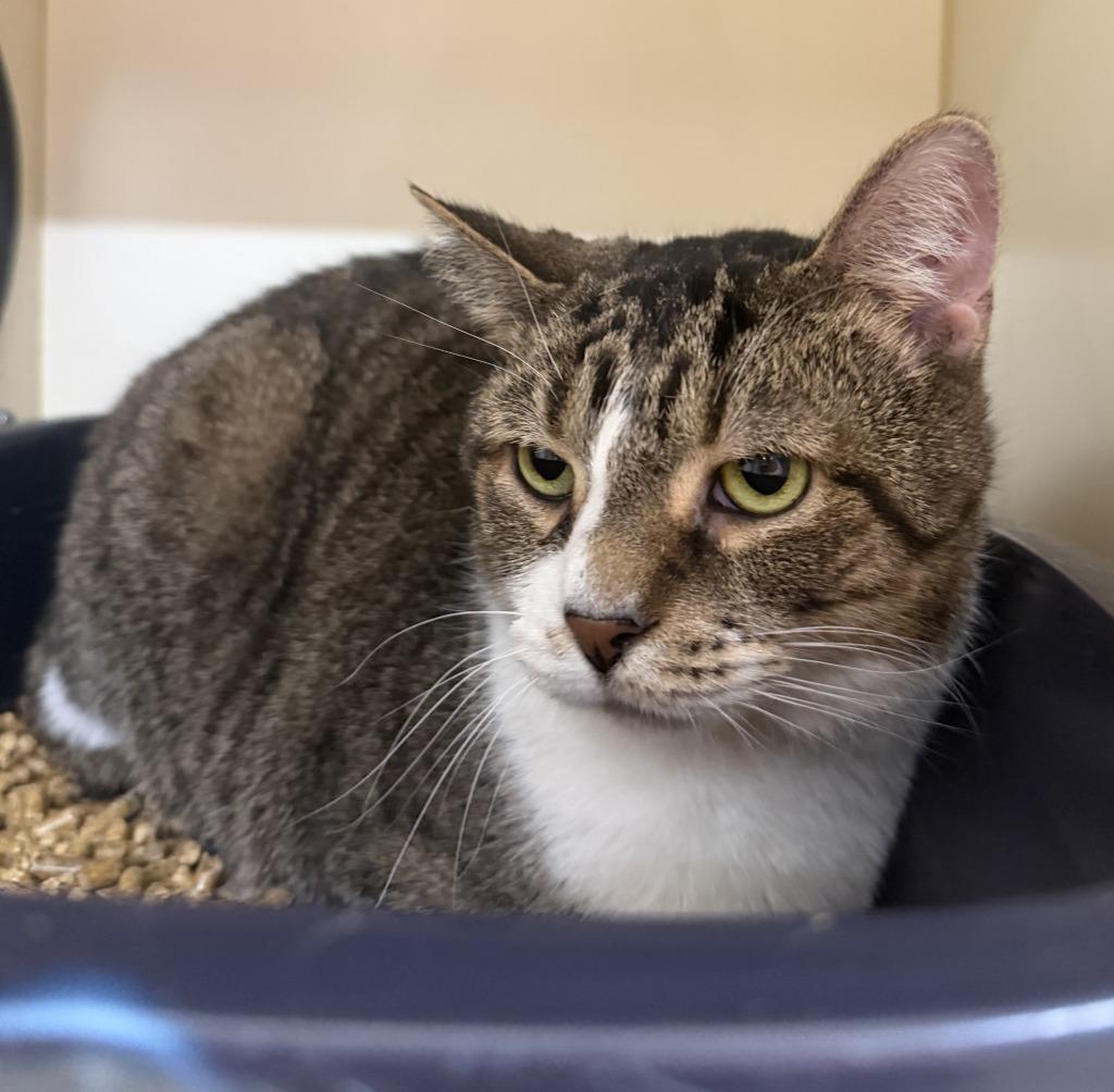 CARLOS, a Adoptable mixed breed in Hastings, MI image 2/3