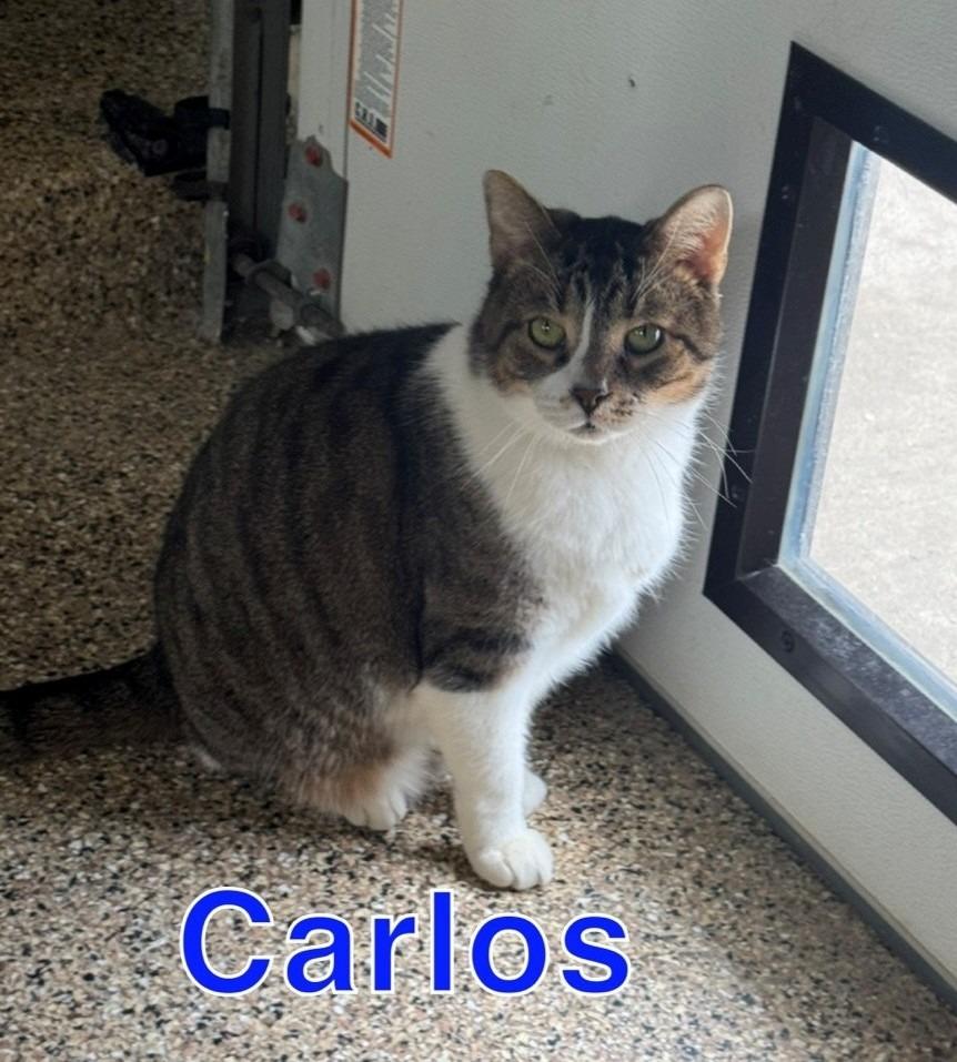 CARLOS, a Adoptable mixed breed in Hastings, MI image 3/3