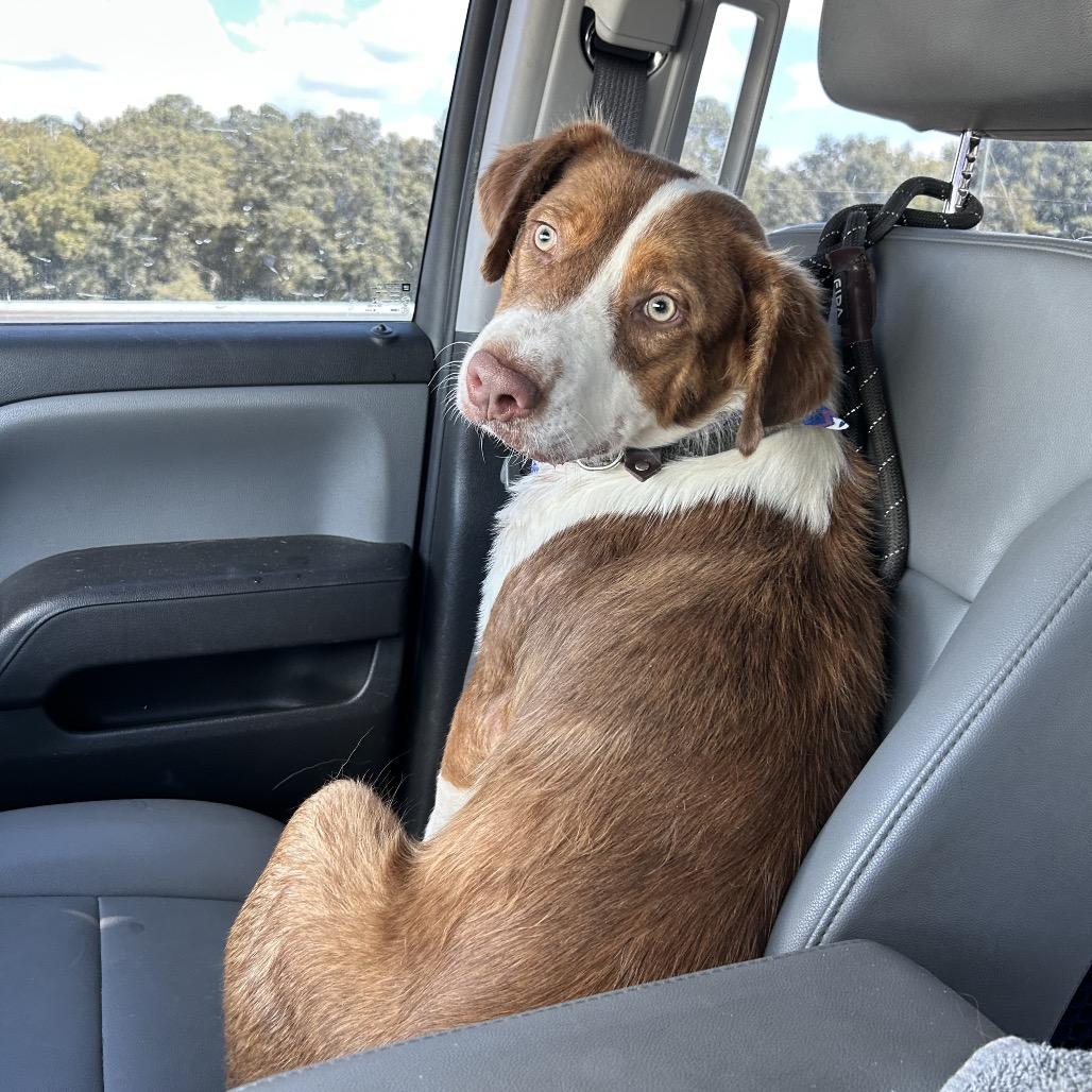 Ranger, Adoptable, Adult Male Australian Shepherd & Collie.