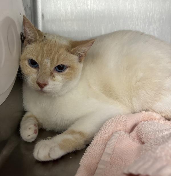 Quinn, Adoptable, Adult Female Domestic Short Hair.