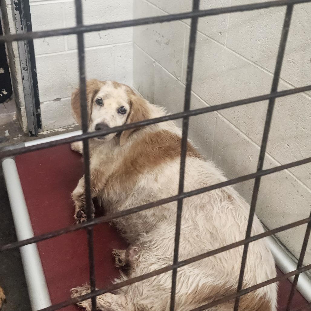 Latto, Adoptable, Adult Female Beagle & Mixed Breed.