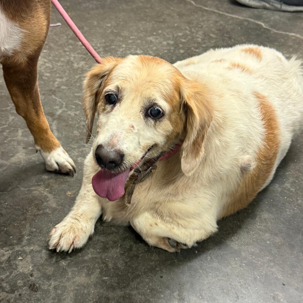Enlarge Latto, a Adoptable mixed breed in Evensville, TN image 2/3