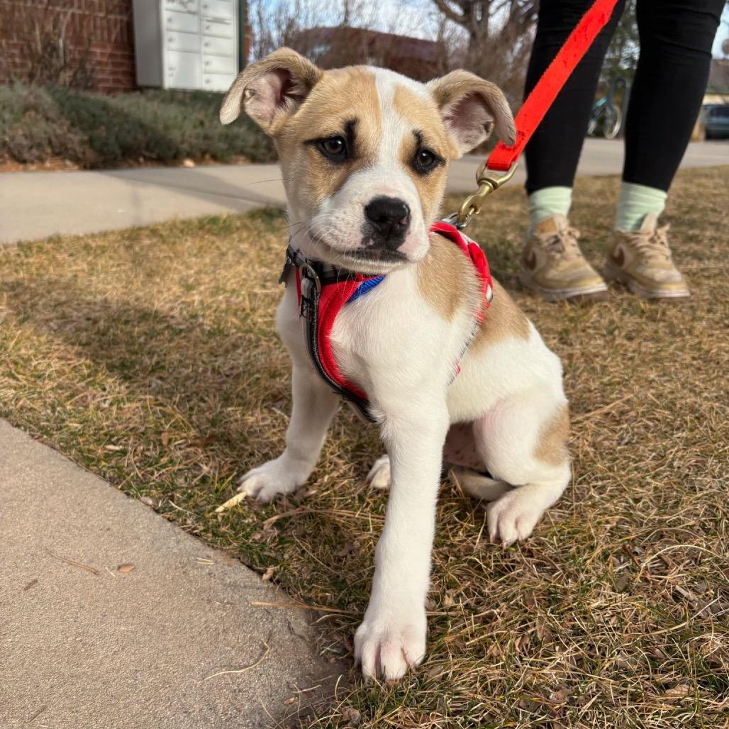 Ridoc, Adoptable, Puppy Male Husky.