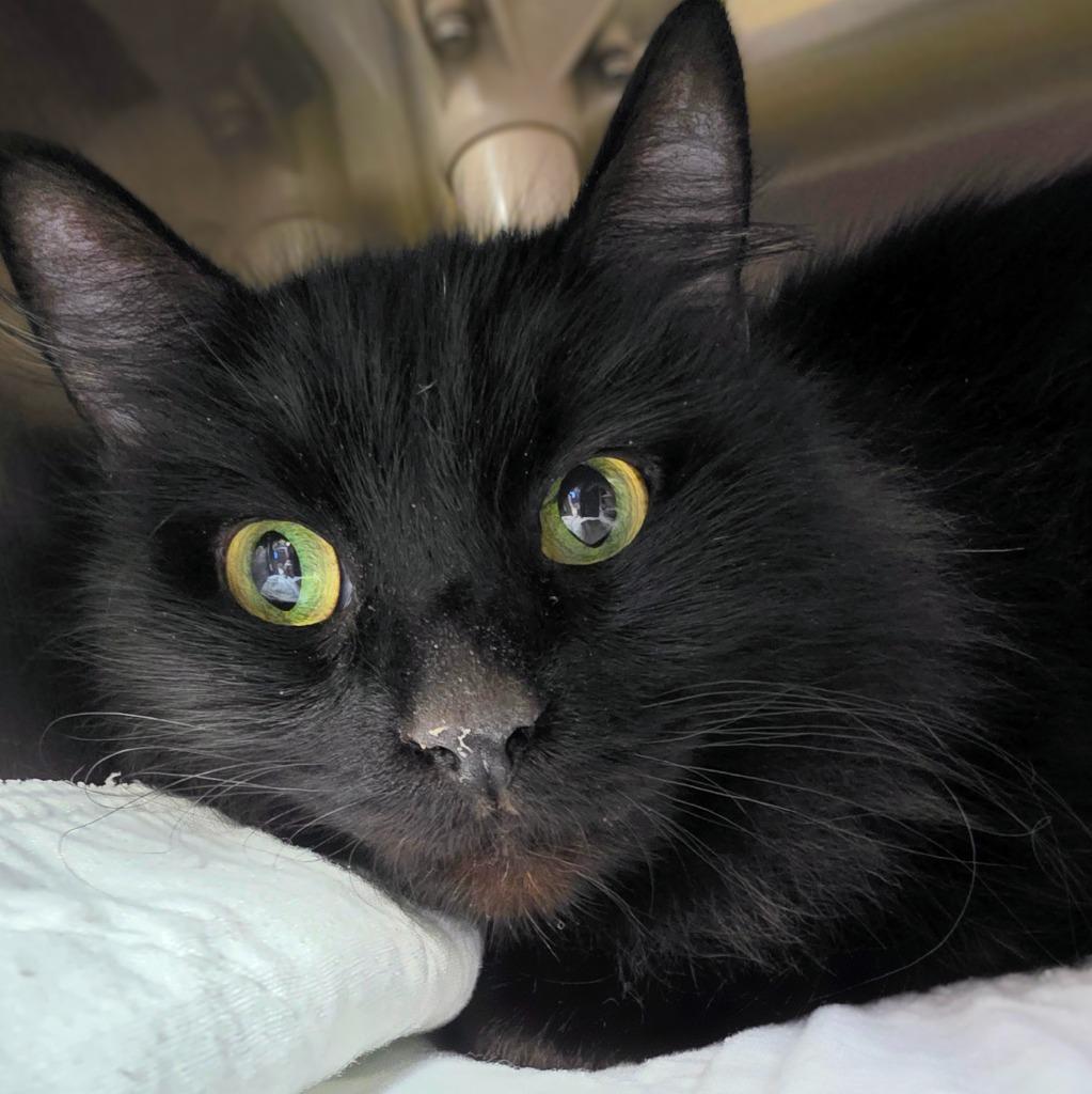 Enlarge Lula, a Adoptable mixed breed in New Manchester, WV image 1/5