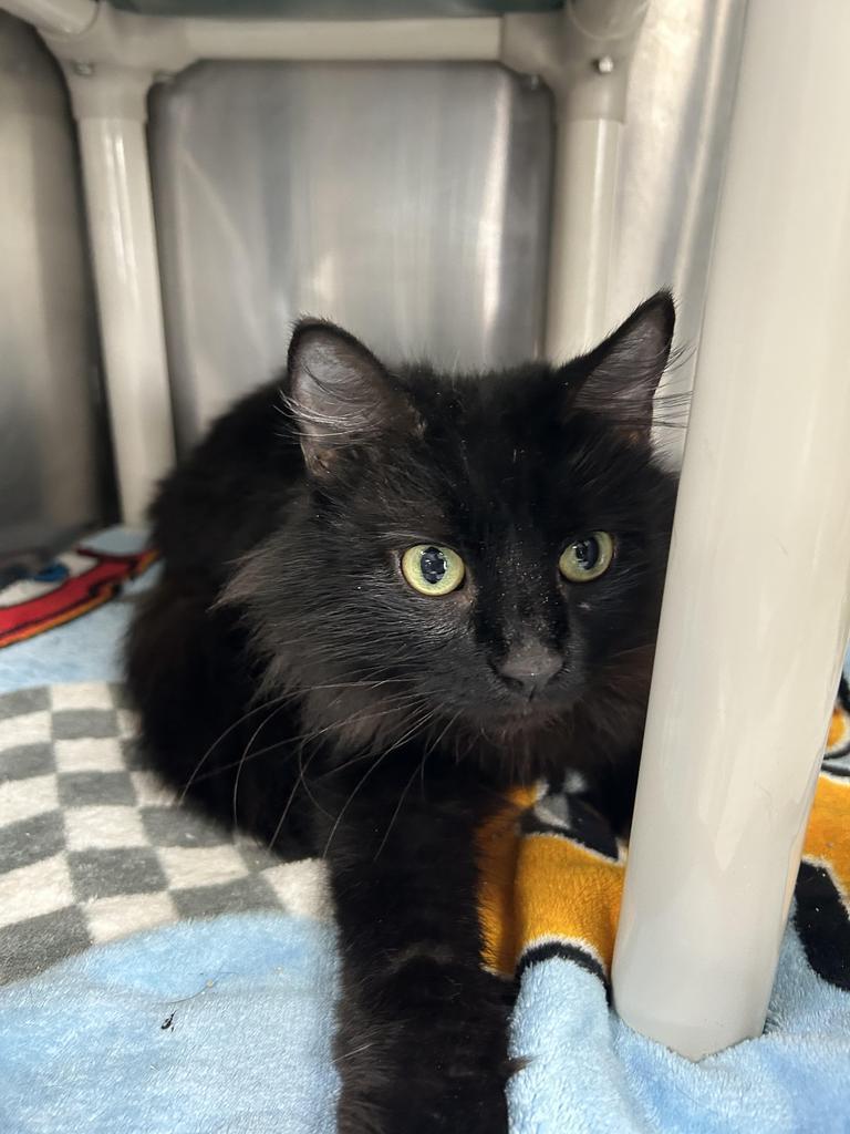 Enlarge Lula, a Adoptable mixed breed in New Manchester, WV image 2/5