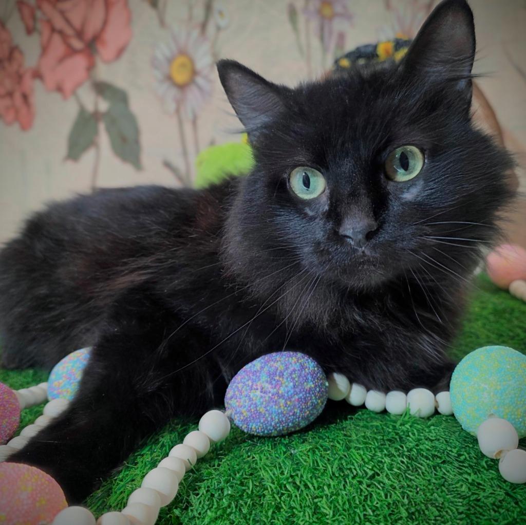 Enlarge Lula, a Adoptable mixed breed in New Manchester, WV image 3/5