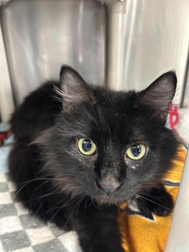 Enlarge Lula, a Adoptable mixed breed in New Manchester, WV image 4/5