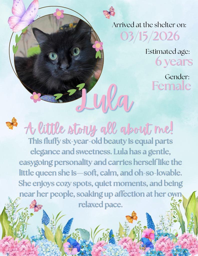 Enlarge Lula, a Adoptable mixed breed in New Manchester, WV image 5/5
