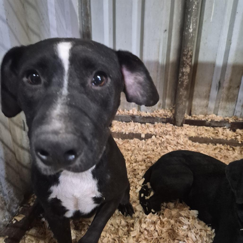 Enlarge Sweety, a Adoptable mixed breed in Durant, OK image 1/1