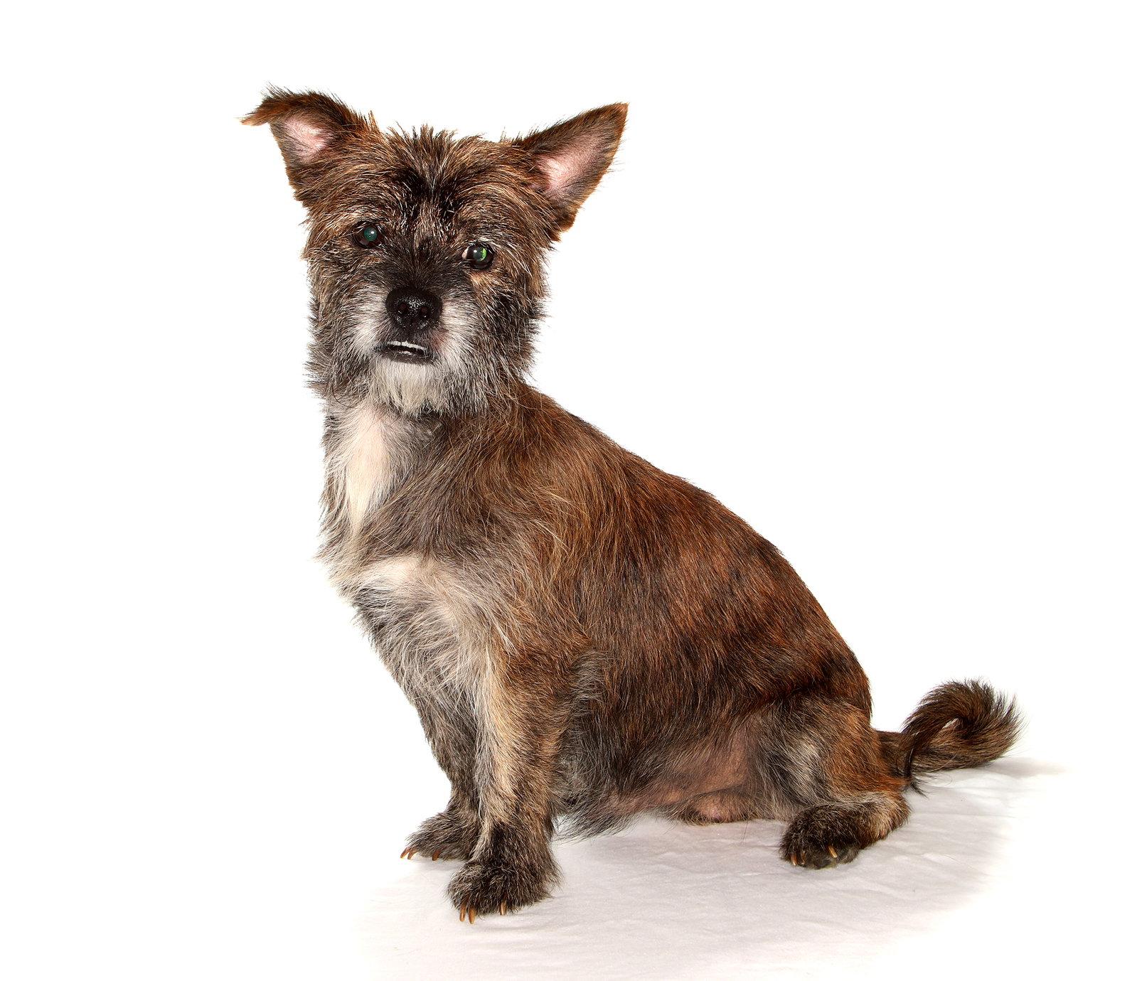 Tyson, Adoptable, Adult Male Schnauzer & Terrier.