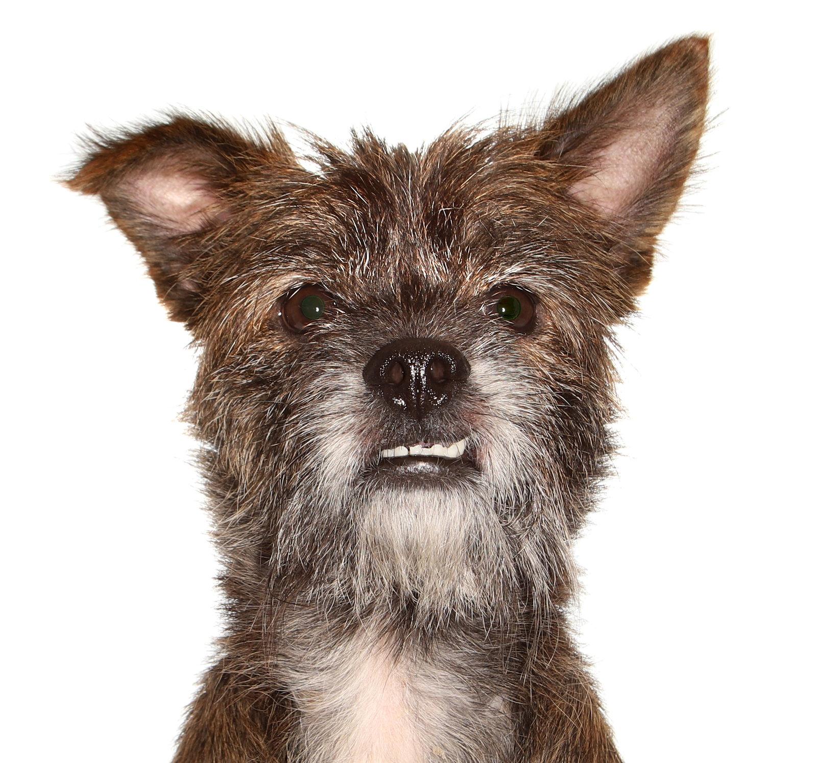 Tyson, a Adoptable mixed breed in Oakland Park, FL image 2/3