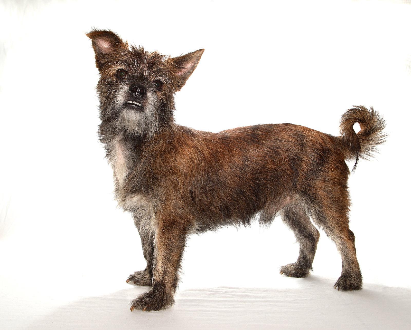 Tyson, a Adoptable mixed breed in Oakland Park, FL image 3/3