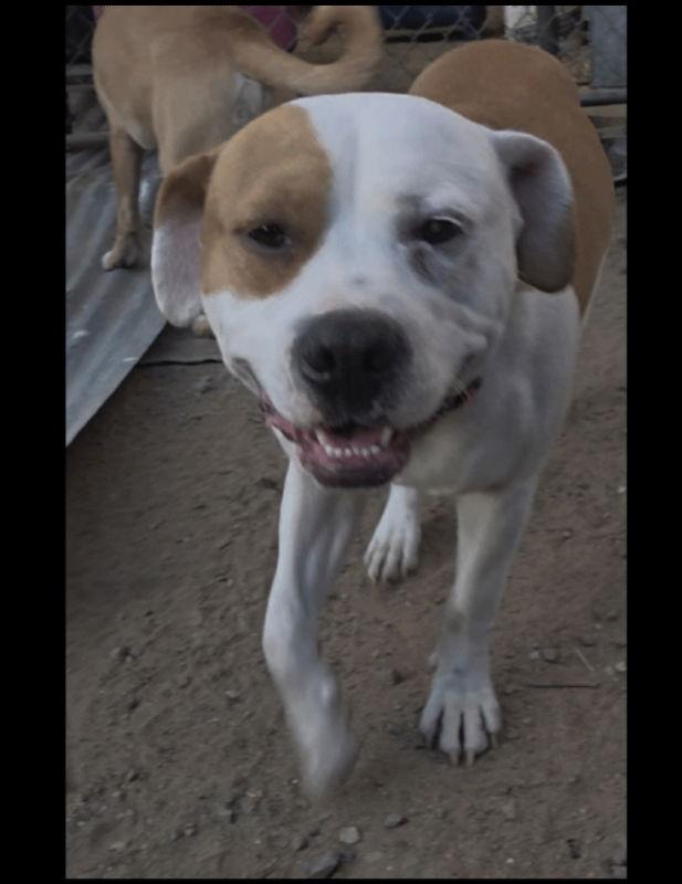 olly, Adoptable, Young Male Pit Bull Terrier & American Staffordshire Terrier.
