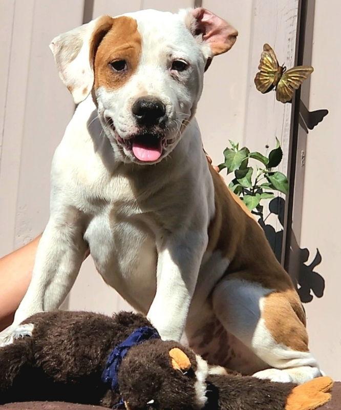 Enlarge olly, a Adoptable mixed breed in San Diego, CA image 2/3
