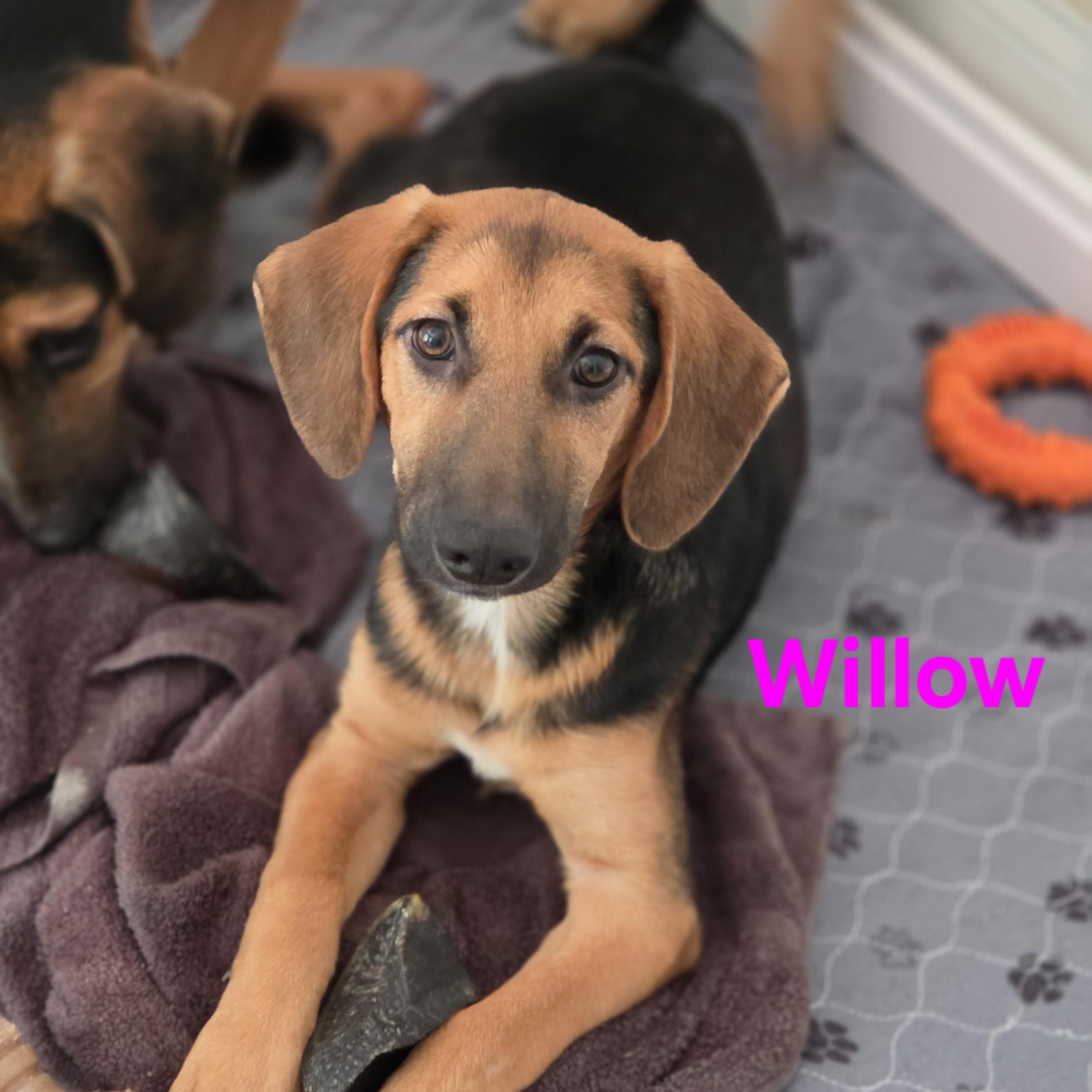 Enlarge Willow, a Adoptable mixed breed in Blairstown, NJ image 1/4