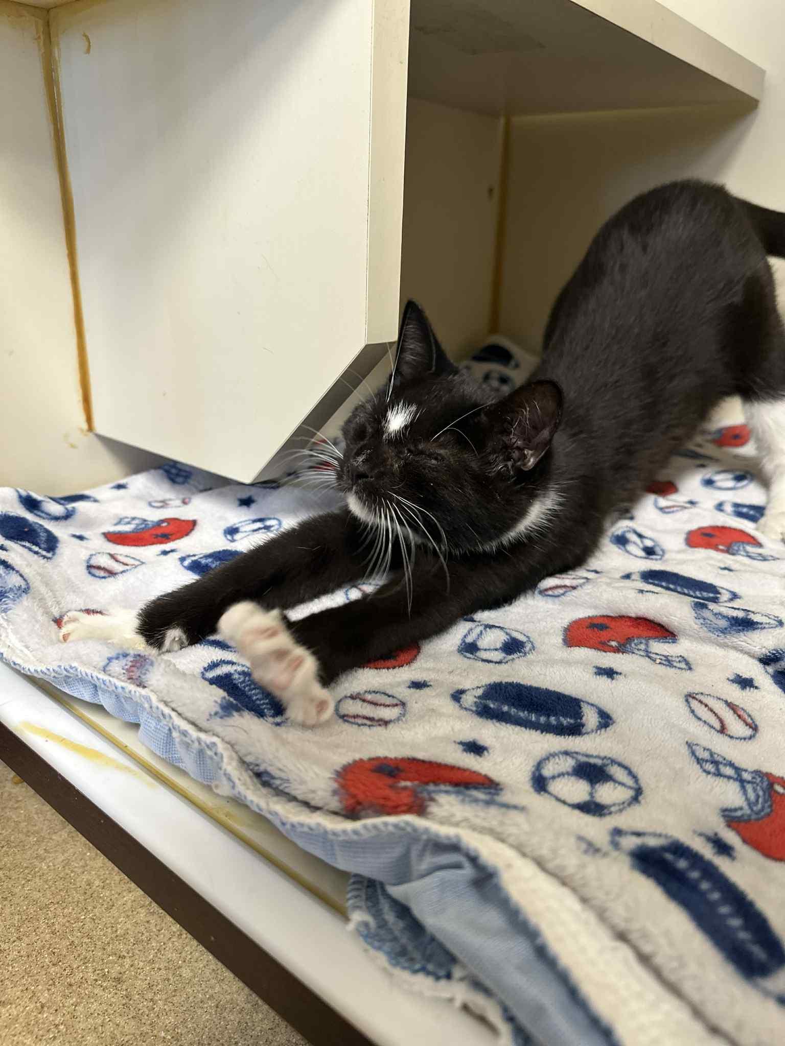 Puff (foster to adopt)