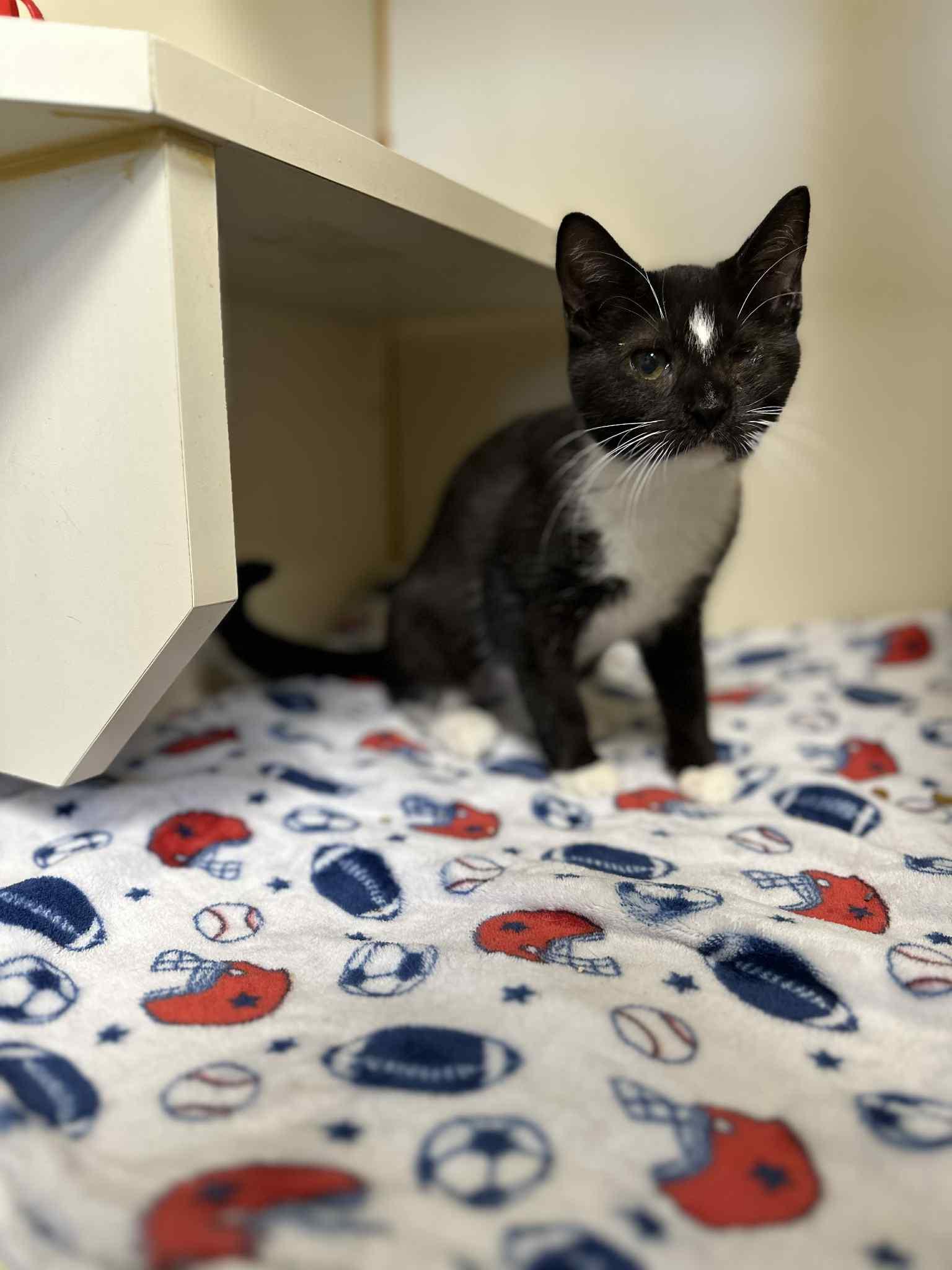 Puff (foster to adopt)