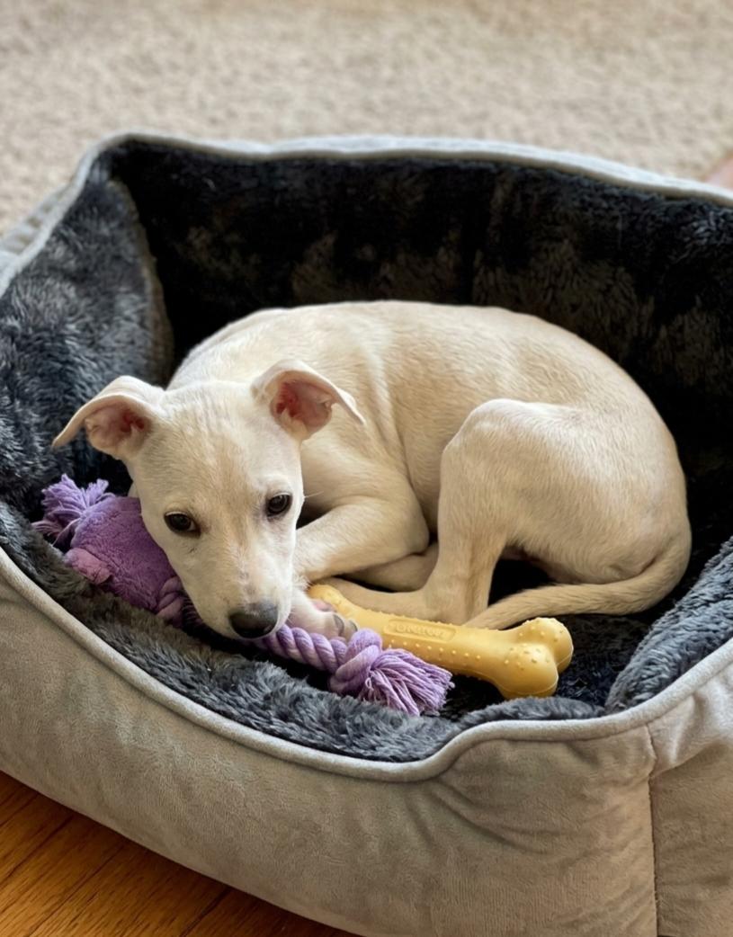 Enlarge **WEBSTER, a Adopted mixed breed in North Prairie, WI image 2/3