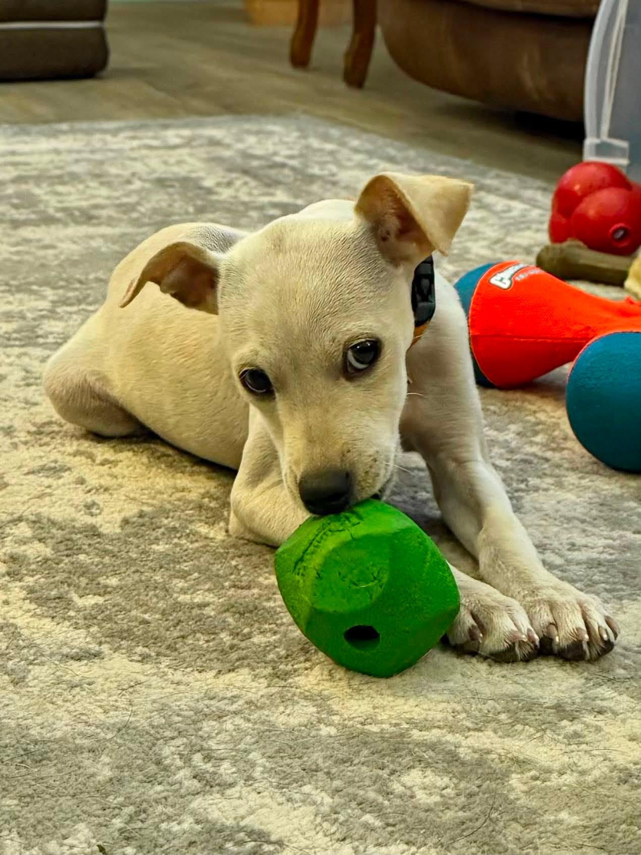 Enlarge **WEBSTER, a Adopted mixed breed in North Prairie, WI image 3/3