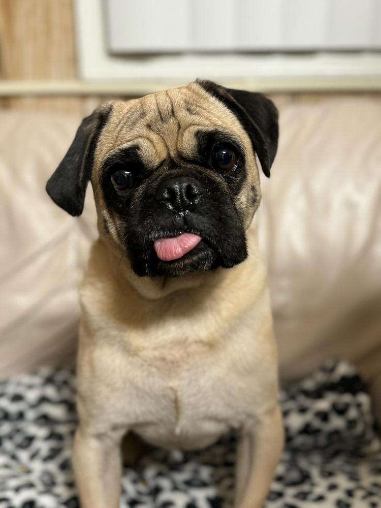 Enlarge Lollipop, a Adoptable Pug in Tucson, AZ image 3/4