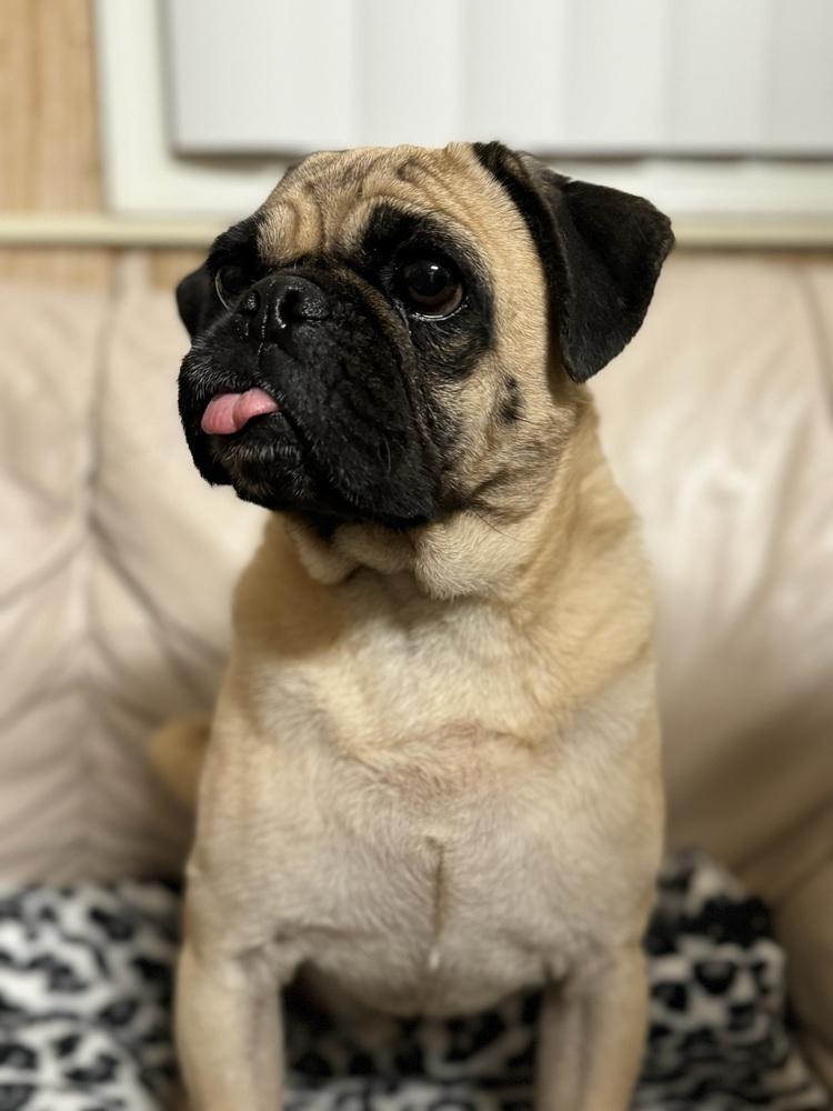 Enlarge Lollipop, a Adoptable Pug in Tucson, AZ image 4/4