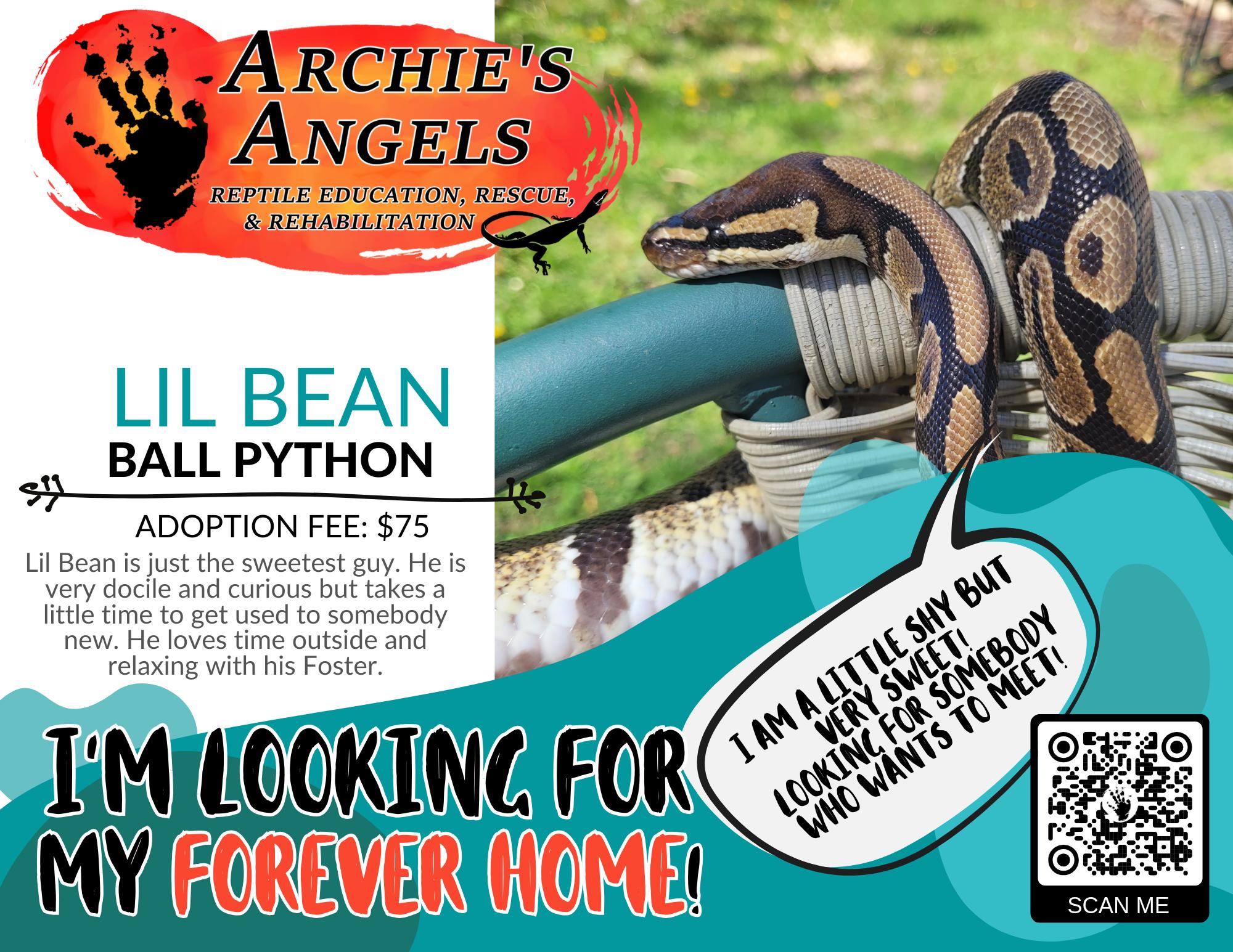 Enlarge Lil Bean, a Adoptable Ball Python in Green Bay, WI image 1/1