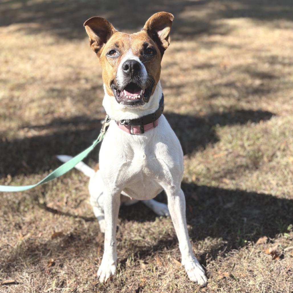 Asia, Adoptable, Adult Female Rat Terrier & Boxer.