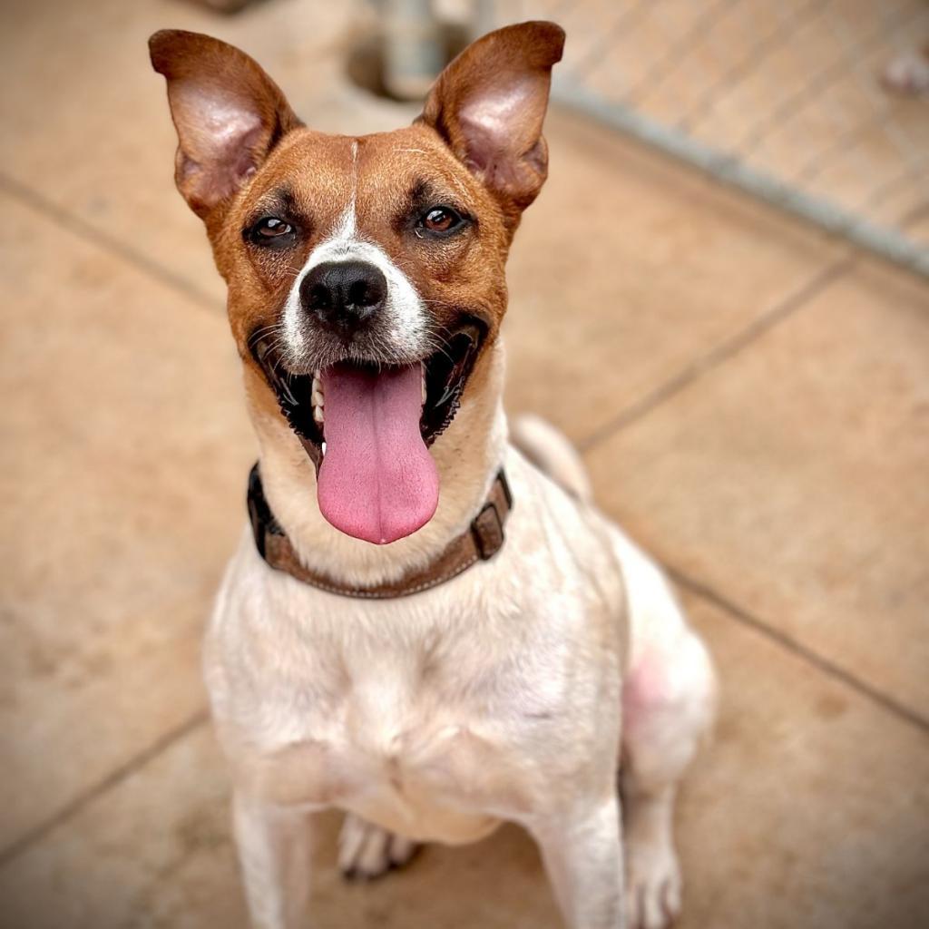 Enlarge Asia, a Adoptable mixed breed in Peachtree City, GA image 2/3