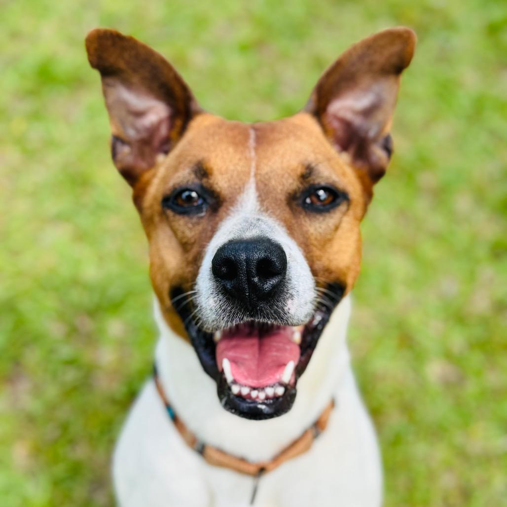 Enlarge Asia, a Adoptable mixed breed in Peachtree City, GA image 3/3