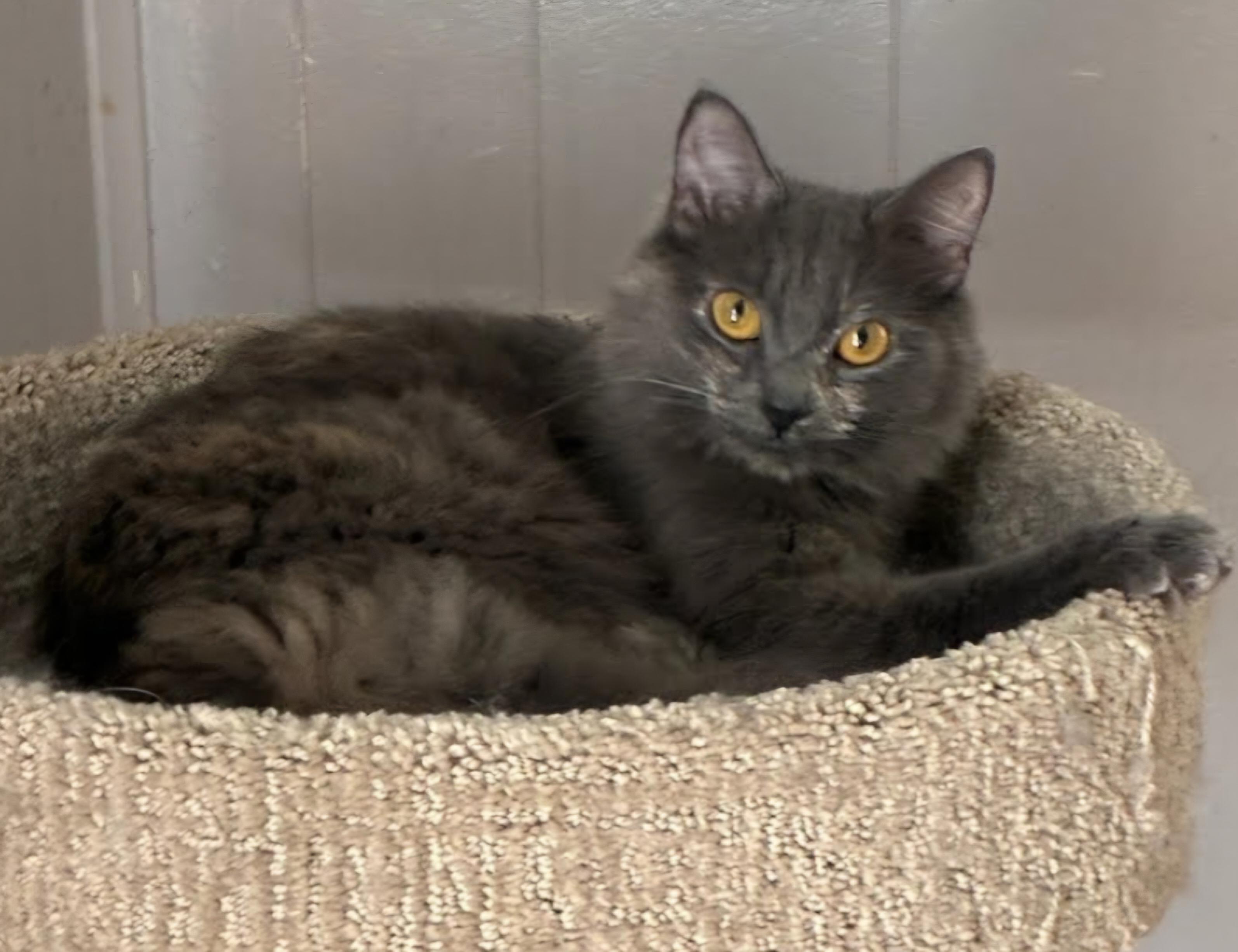 Stormie-LAP CAT, an adoptable mixed breed in Hartford, CT image 5/5