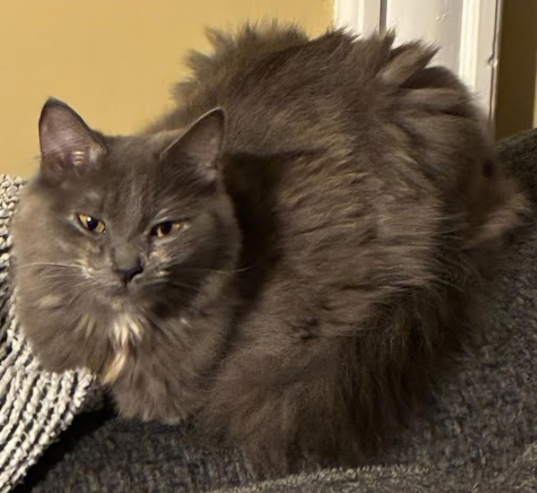 Stormie-LAP CAT, an adoptable mixed breed in Hartford, CT image 4/5