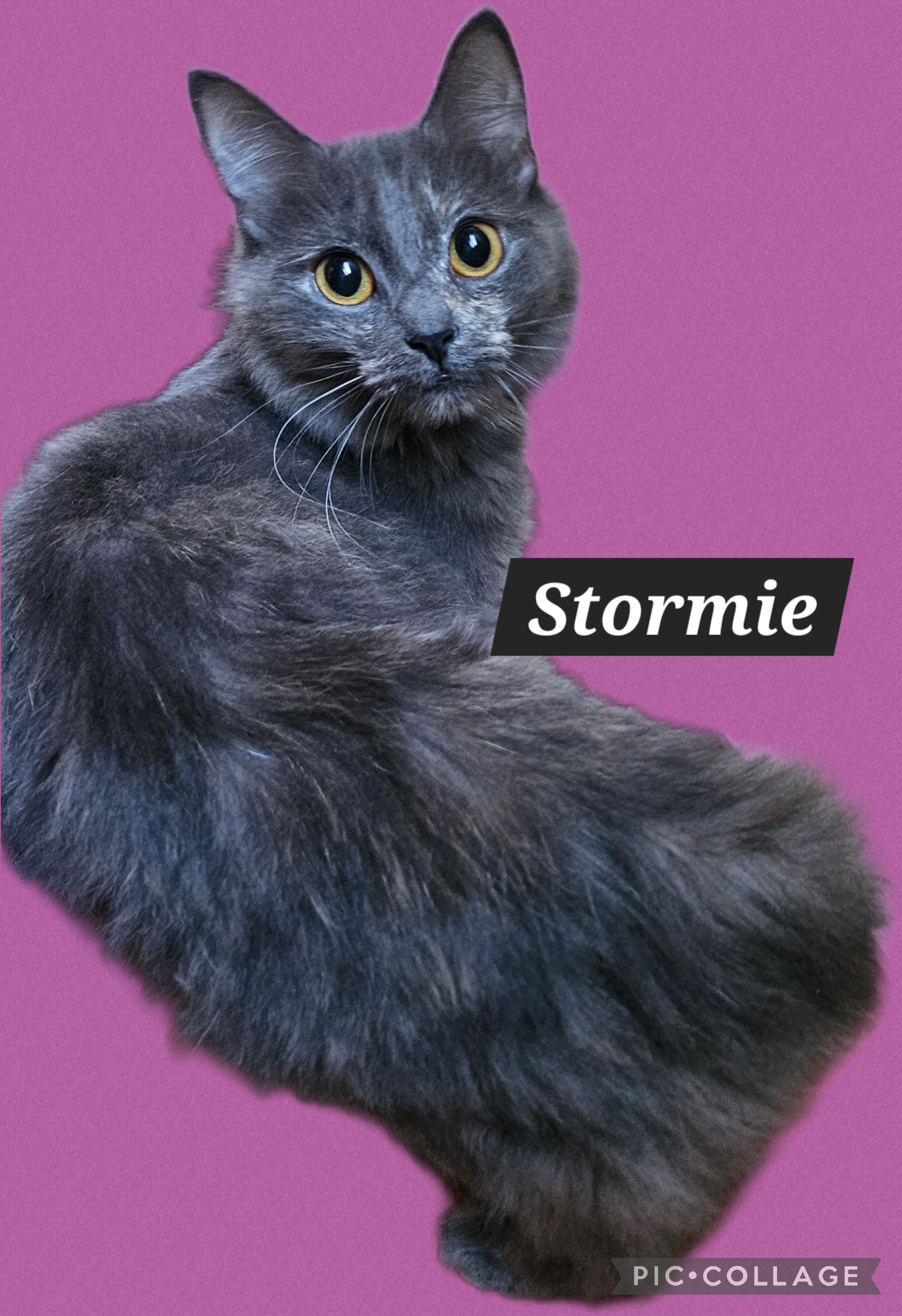 Stormie-LAP CAT, an adoptable mixed breed in Hartford, CT image 2/5