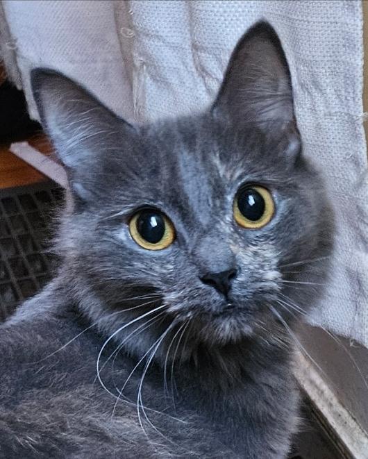 Stormie-LAP CAT, an adoptable mixed breed in Hartford, CT image 3/5