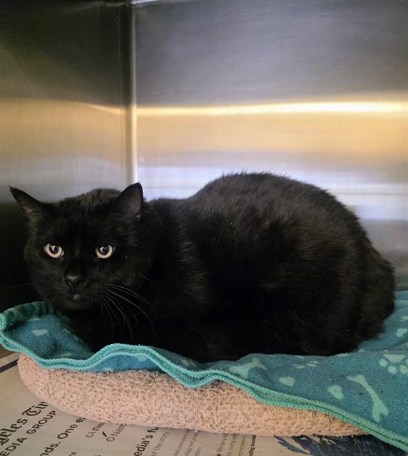 JACK, Adoptable, Adult Male Domestic Long Hair.