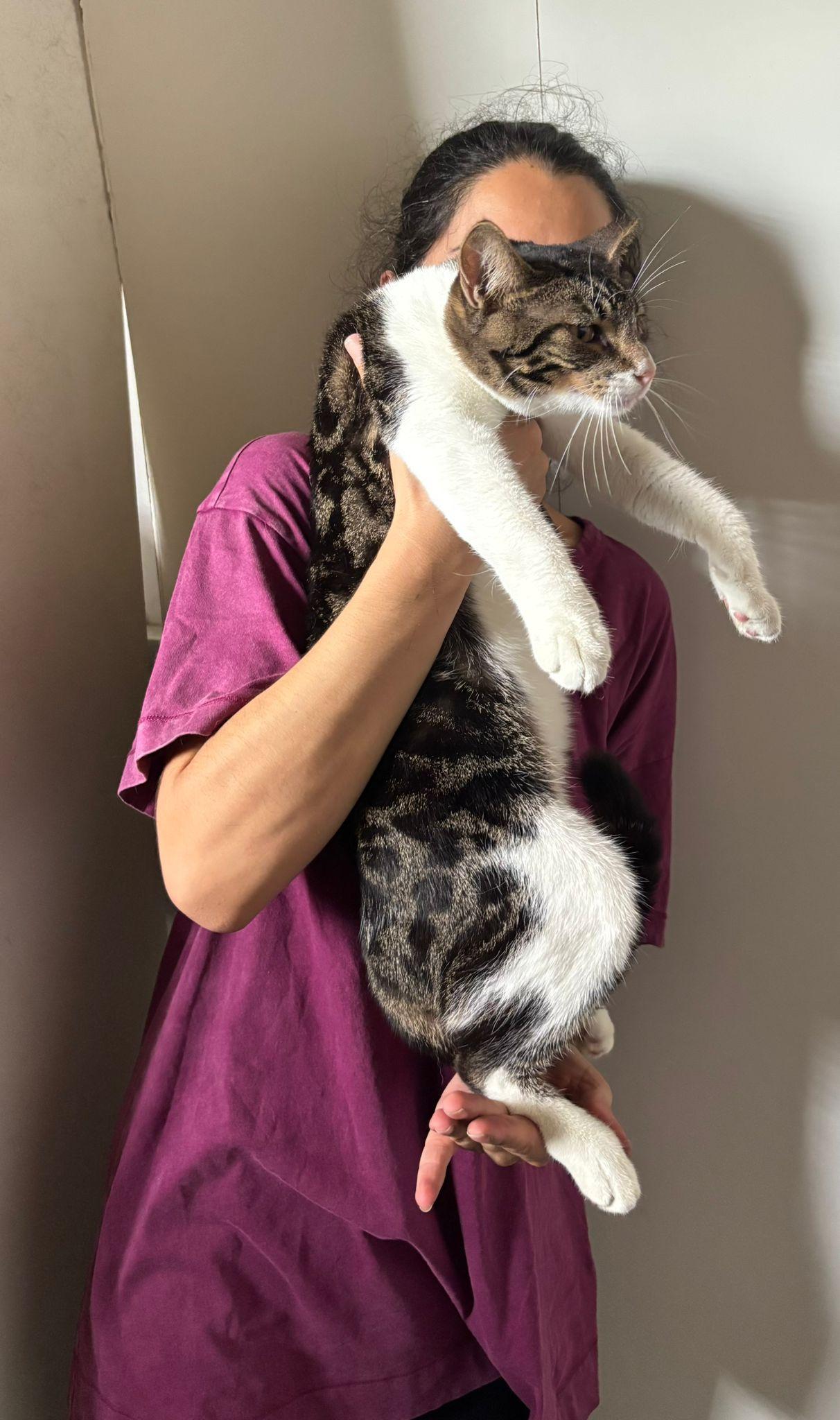 Paris, a Adoptable Domestic Short Hair in Somerville, MA image 6/6
