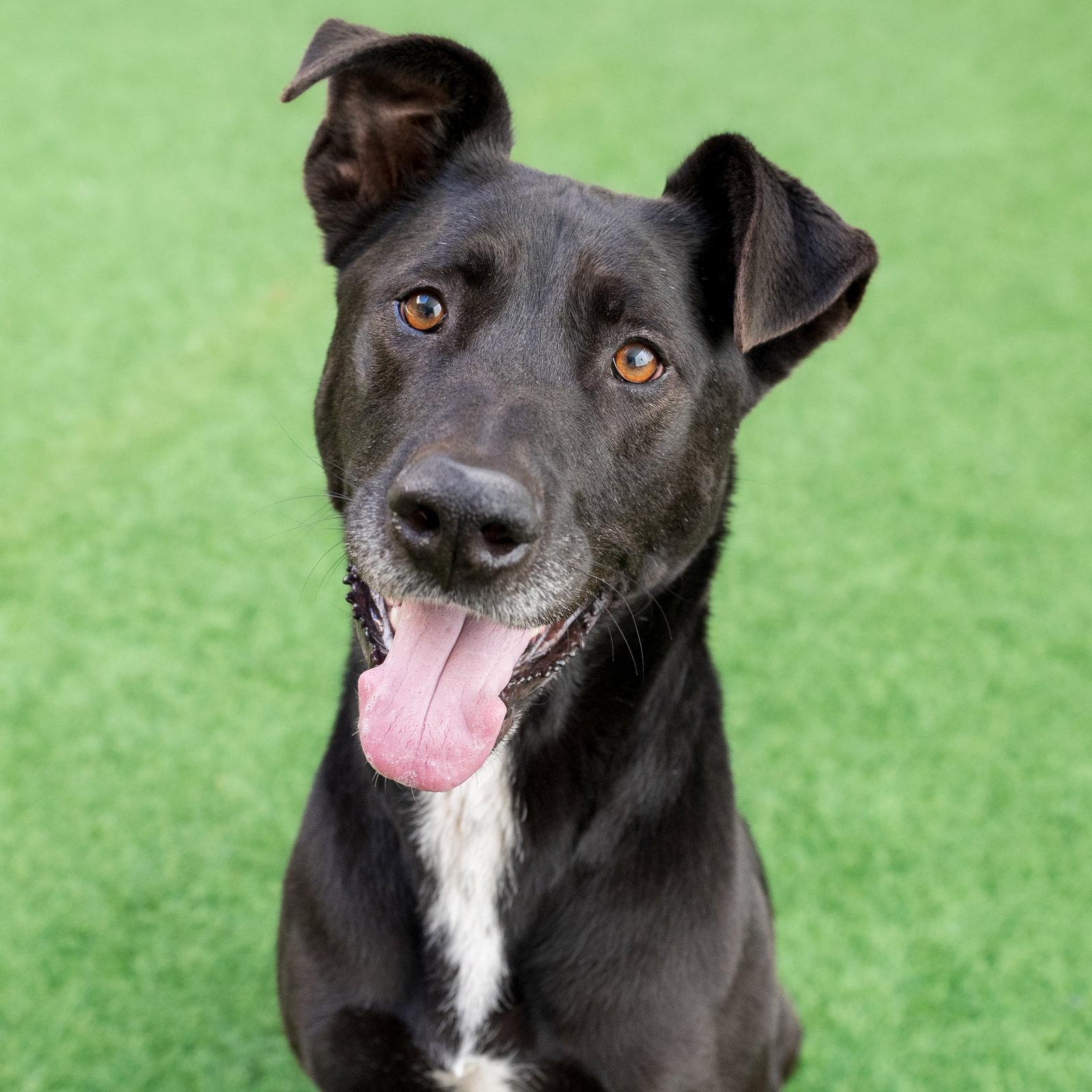 Enlarge Tilin, a Adoptable mixed breed in Burlingame, CA image 1/3