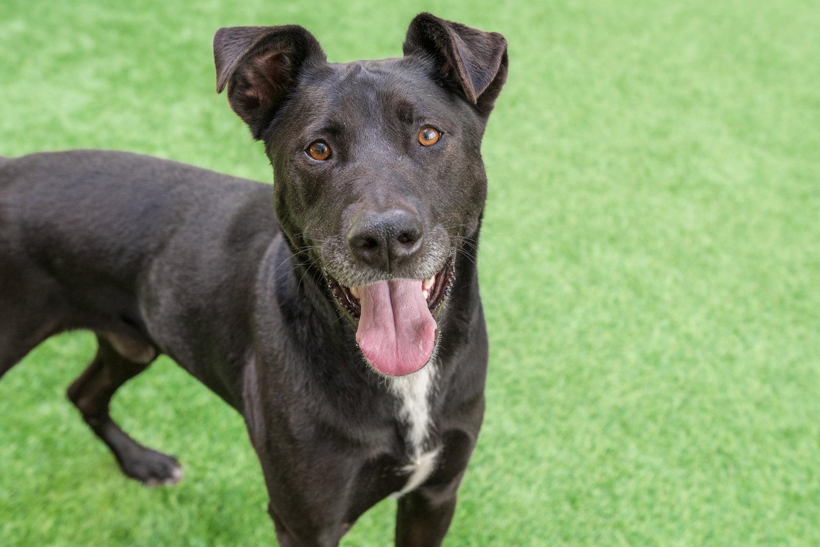 Enlarge Tilin, a Adoptable mixed breed in Burlingame, CA image 2/3