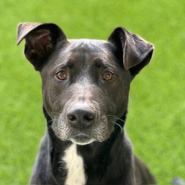 Enlarge Tilin, a Adoptable mixed breed in Burlingame, CA image 3/3