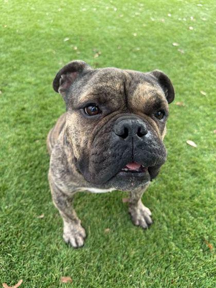 Enlarge Bubble Gum - 2, a Adoptable mixed breed in Daytona Beach, FL image 1/2