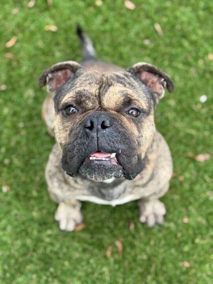 Enlarge Bubble Gum - 2, a Adoptable mixed breed in Daytona Beach, FL image 2/2