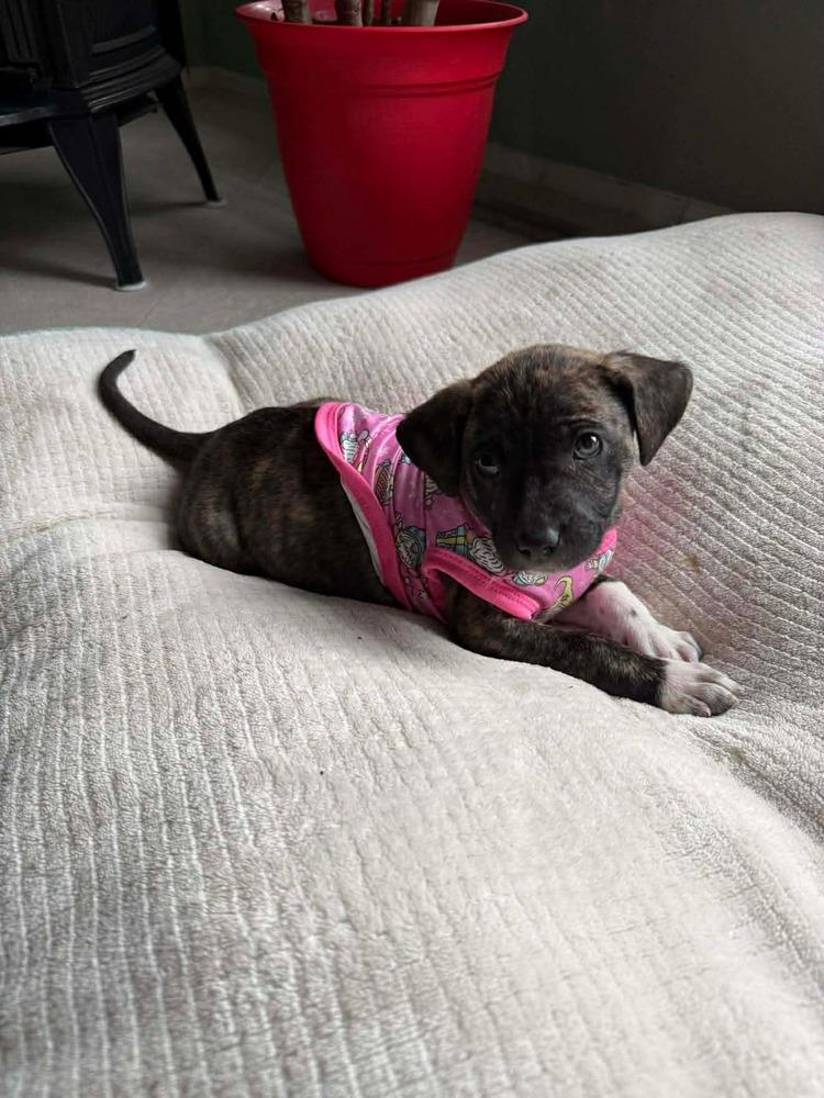 Enlarge Truffle F  (Itty Bitty Litter 2025), a Adoptable mixed breed in Wenonah, NJ image 1/6