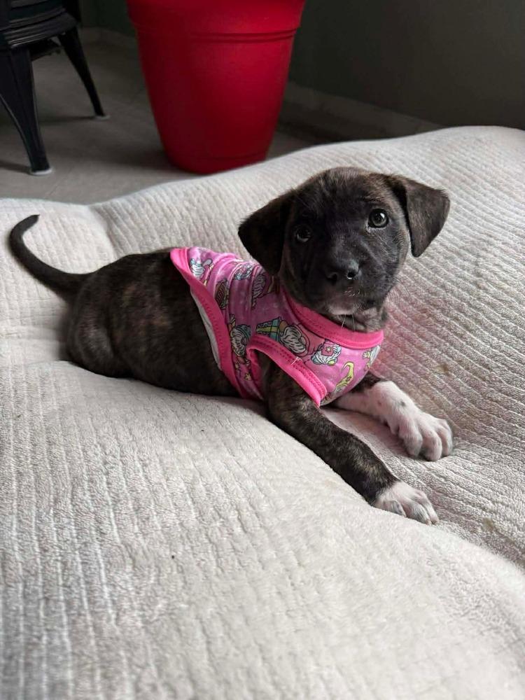 Enlarge Truffle F  (Itty Bitty Litter 2025), a Adoptable mixed breed in Wenonah, NJ image 2/6