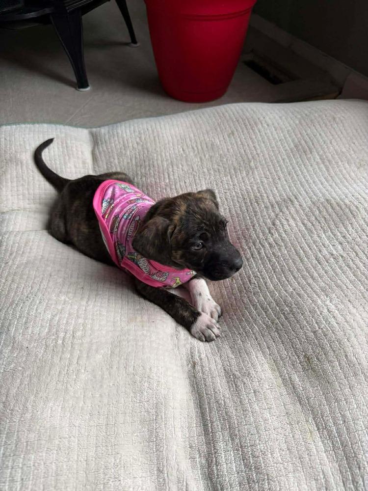 Enlarge Truffle F  (Itty Bitty Litter 2025), a Adoptable mixed breed in Wenonah, NJ image 4/6